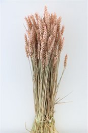Triticum Roze