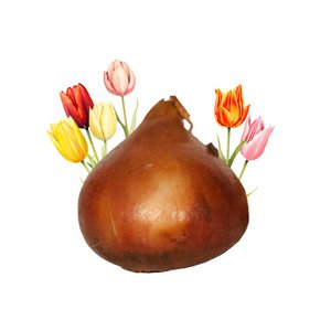 Tulpenzwiebeln lose