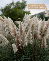 Pampas græs stor beige 120 cm