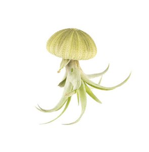 Luchtplantje hanger – zee-egel met tillandsia capitata – natuurlijk groen