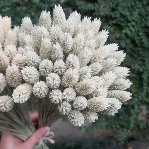 Wit Phalaris gedroogd bloemboeket