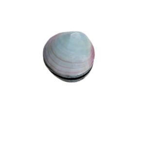 Muschelkiste II