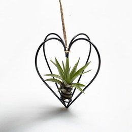 Black metal heart-shaped planter with air plant