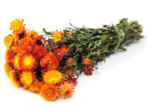 Helichrysum Bracteatum, ca. 100 g, 40-45 cm, oranje / geel