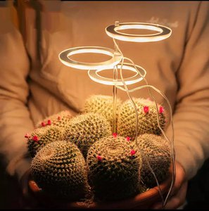 Wachsen Sie leichte Ringe - vor der Blüte