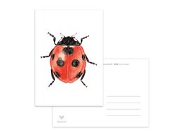 A colorful postcard featuring a detailed illustration of a ladybug. The postcard is part of the "Cards with Pictures" category.