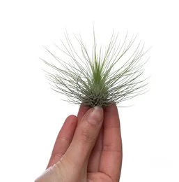 Tillandsia andreana XL, a large air plant with long, green spiky leaves.