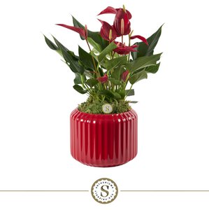 Bologna Dark Red Roja