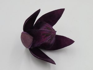 Wilde Lilie Aubergine