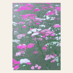 Risography postcard - flower meadow pink - DIN A6