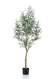 Art Olivenbaum - Olea Europaea - Olivenbaum - 140 cm