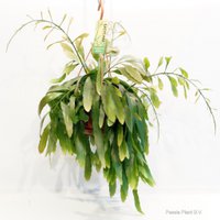 Pseudorhipsalis Ramulosa Red Coral - Ø21 ↕45