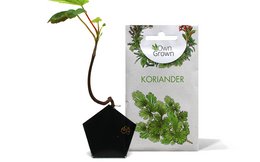 A black hexagonal plant pot containing a small green plant with leaves.