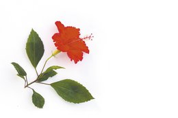 DUFT TIL LYS - HIBISCUS