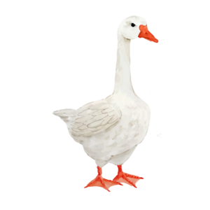 Jojo the goose - Animal wall sticker
