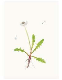 A white dandelion flower with green leaves and stems against a plain background.