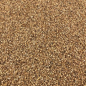 Coriander Organic Seeds in Bulk