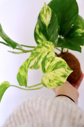 Plante suspendue Kokedami