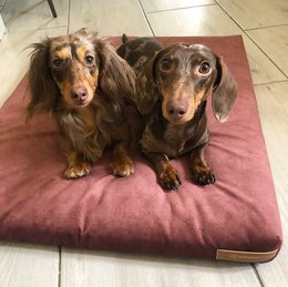 Madras "Soft" til en hund og en kat - genbrugt
