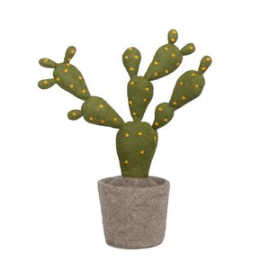 Plant Cactus