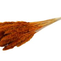 Fluffy pampas - per bos  - 70 cm - oranje - droogbloemen