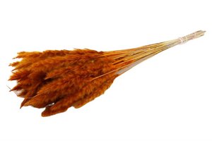 Flauschige Pampa - pro Bund - 70 cm - orange - getrocknete Blüten