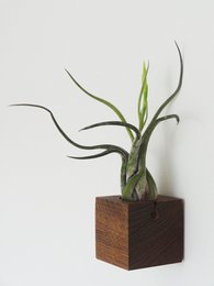 Cubo - Roble Oscuro