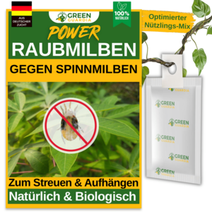 Raubmilben gegen Spinnmilben