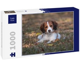 A 1000-piece puzzle featuring a Kooikerhondje dog, a breed of spaniel-type dog from the Netherlands, lying in a field of flowers.
