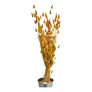 Lagurus droogbloemenboeket van natuurlijk materiaal 100g (H) 50cm