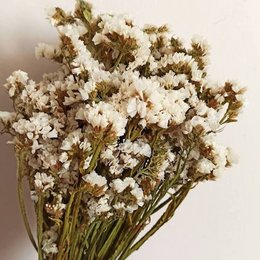Bouquet of dried white statice flowers with delicate petals and green stems.
