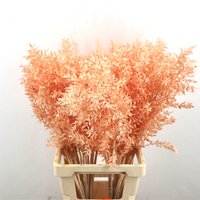 Ruscus - Zalm - 70 cm - droogbloemen