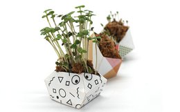 Kit Urban Jungle - Colección moderna con Microgreens