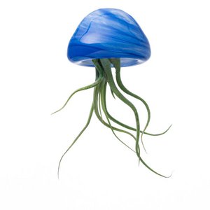 JELILY Starter Kit (Colori Assortiti + Pianta Tillandsia)