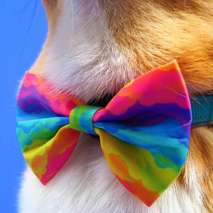 Regenbogenfliege / Fliege Hund