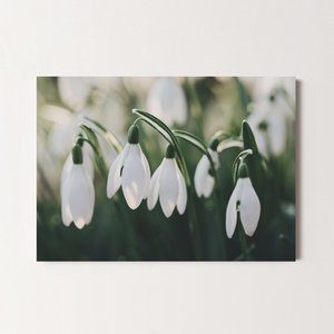 Postcard Greeting Card Snowdrop (PK_109)