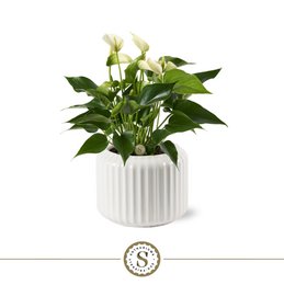  White flowering plant in a white ribbed ceramic pot.