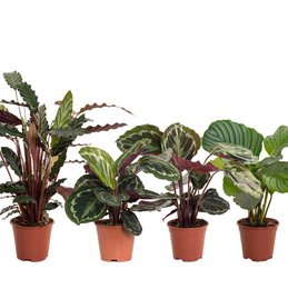 Colorful mix of tropical plants in pots, including large leaves in shades of green, purple, and red. Suitable for indoor or outdoor display.