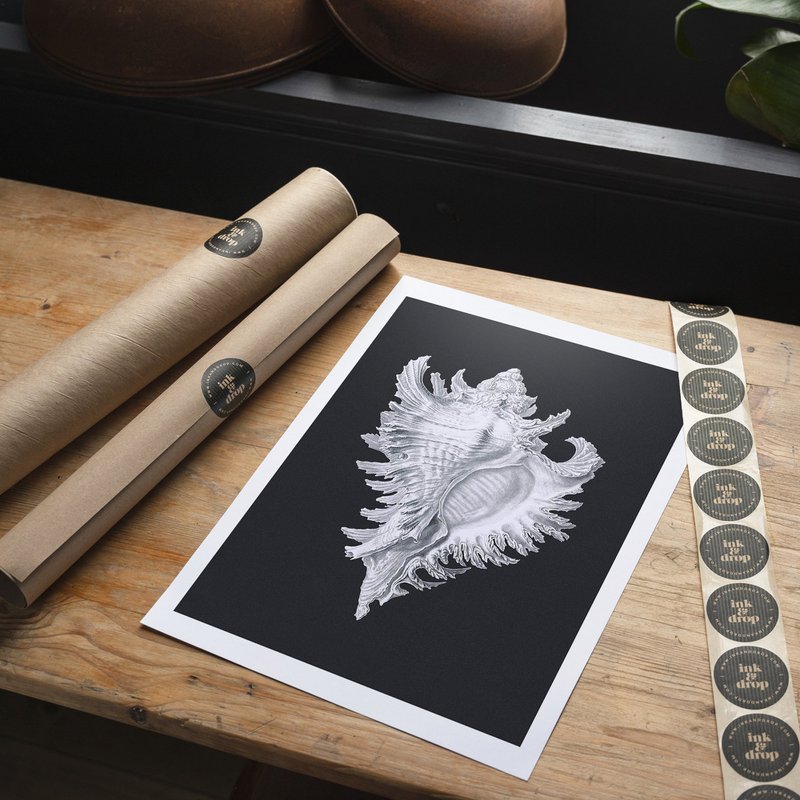 Stor Conch Sea Shell sort og hvid antik print