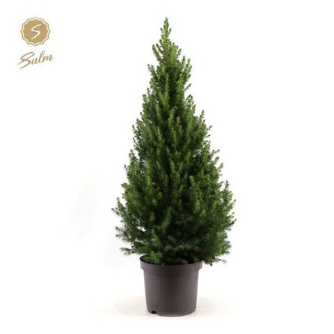 Picea Gl. 'December' - Ø26cm - ↕100cm
