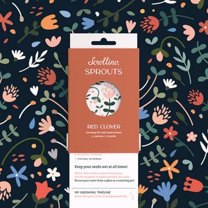 Activity & Growing Kit - Scrollino Red Clover Sprouts