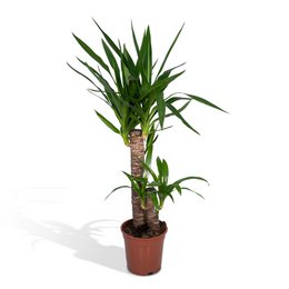  A tall, green Yucca Elephantipes plant with long, sword-shaped leaves in a brown pot. The plant has a distinctive palm-like appearance and is suitable for indoor air purification.