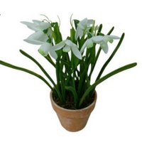 SNOWDROP IN POT     1PC       WHITE
