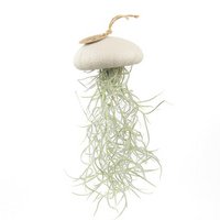 Luchtplantje hanger – zee-egel met tillandsia – mushroom – large