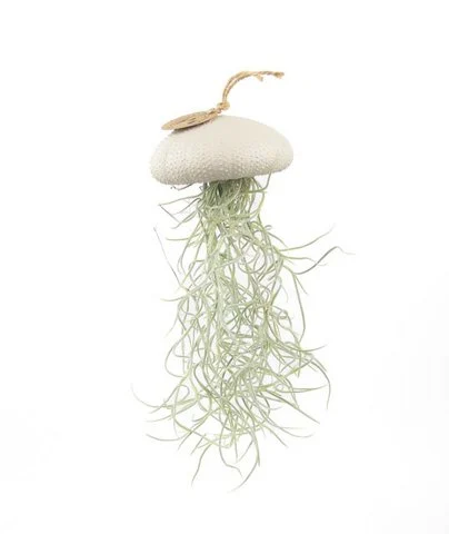 Luchtplantje hanger – zee-egel met tillandsia – mushroom – large
