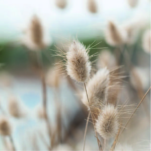 Tegeltje Hazenstaart licht