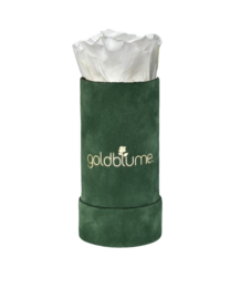 Colección Terciopelo Verde