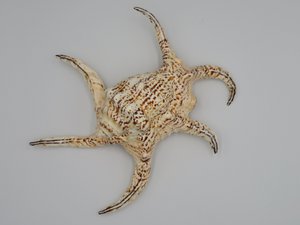 Zopf „Lambis chiragra“