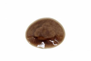 BETICE 15 cm Riviera Terra