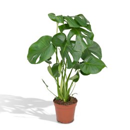  Large green monstera deliciosa plant with large, perforated leaves in a brown pot.